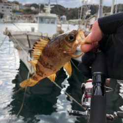 アジ釣りたかった…