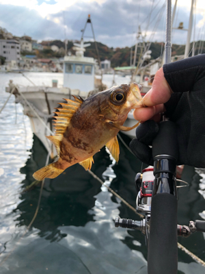 アジ釣りたかった…