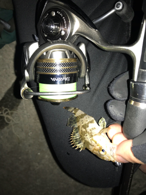 アジングのつもりが