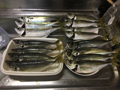 大アジねらいに