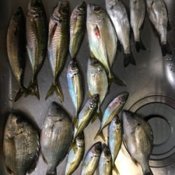 多魚種イロイロ