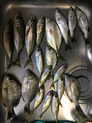 多魚種イロイロ