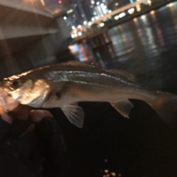 セイゴたくさん釣れた！