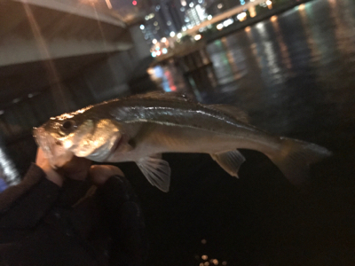 セイゴたくさん釣れた！