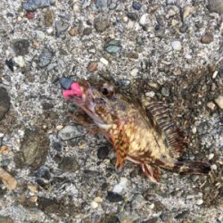 朝まづめメバリング