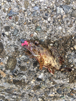 朝まづめメバリング