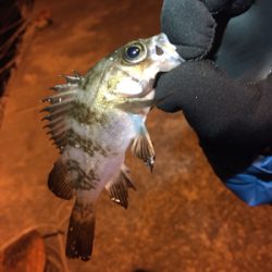 アジングのつもりが…