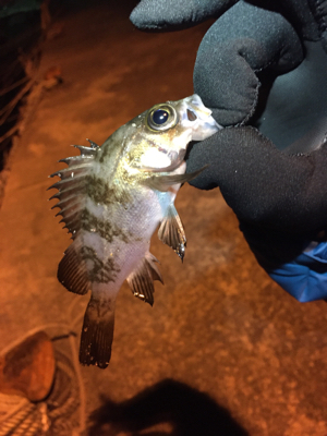 アジングのつもりが…