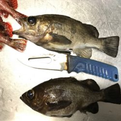 極寒メバル調査