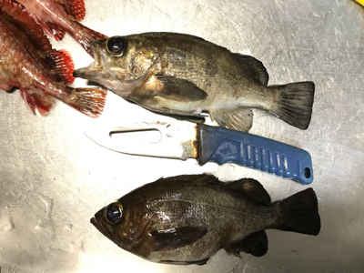 極寒メバル調査