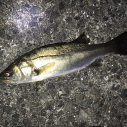 明石でメバリング