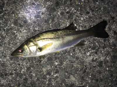 明石でメバリング