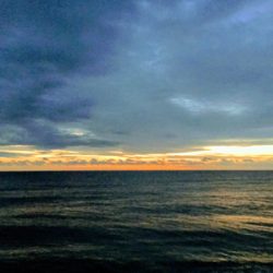 大里松原海岸 初モンゴウイカ 500G