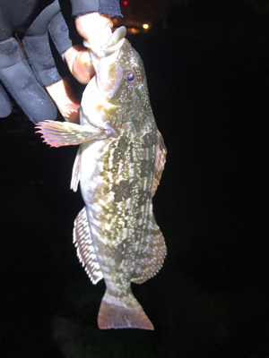 カサゴつ抜け！