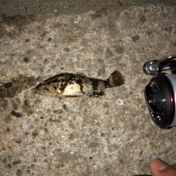 豆アジとチビガッシーと時々タケノコ