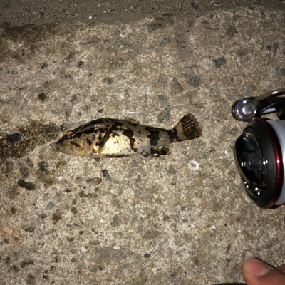 豆アジとチビガッシーと時々タケノコ