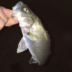 メバリング好調！