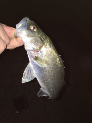 メバリング好調！