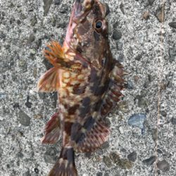 エソ のち ガシラ