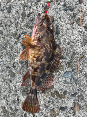 エソ のち ガシラ