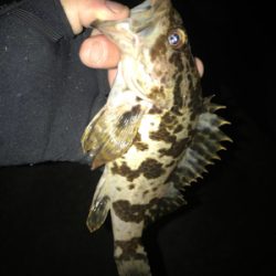 またまたアジング