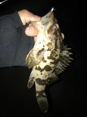 またまたアジング