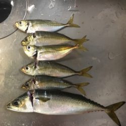 大阪奥湾サビキ 鶴浜緑地で中サバ