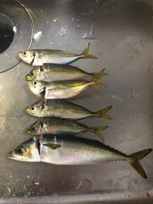 大阪奥湾サビキ 鶴浜緑地で中サバ