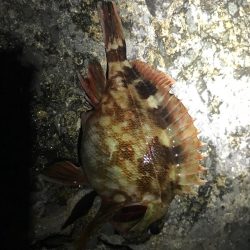 メバル狙いの予定で