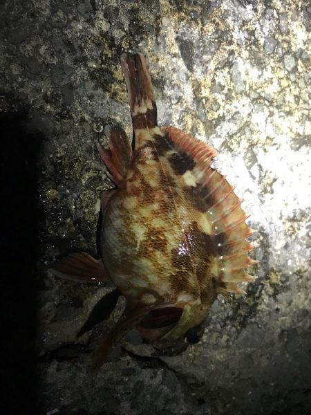 メバル狙いの予定で