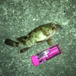 ガシラオンシーズン