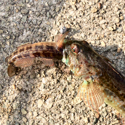 デイガシリングは