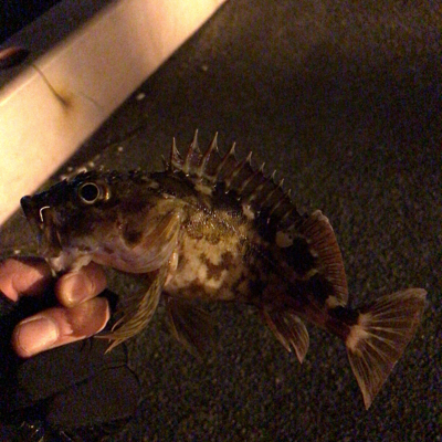 やはり生き餌か