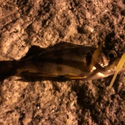 ガジラ祭りじゃー