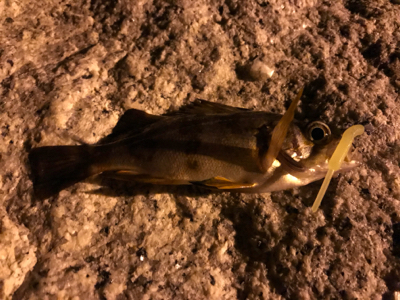 ガジラ祭りじゃー