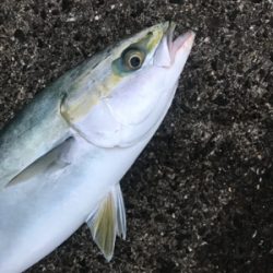 今年最後のシーバス