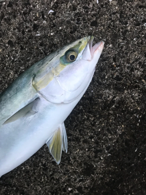 今年最後のシーバス