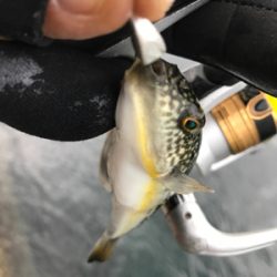 アジングでムツ