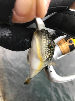 アジングでムツ