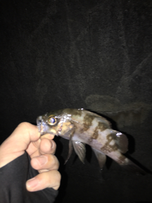 結構釣れました