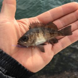 デイゲーム、メバリング