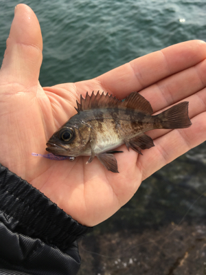 デイゲーム、メバリング