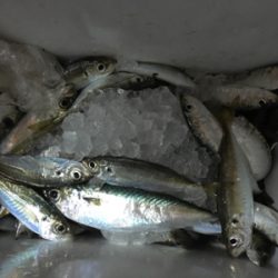 久しぶりのサビキ