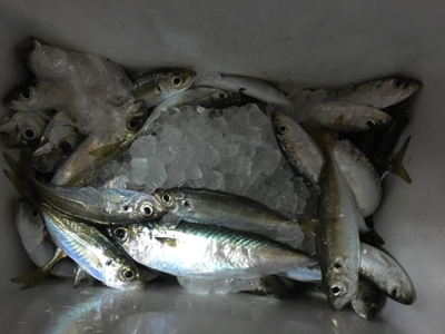 久しぶりのサビキ