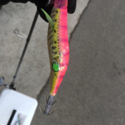 大里松原海岸 アオリイカ 1kg