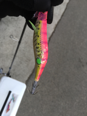 大里松原海岸 アオリイカ 1kg