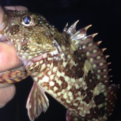 塩屋海岸でメバリング・ガシリング！