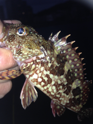 塩屋海岸でメバリング・ガシリング！