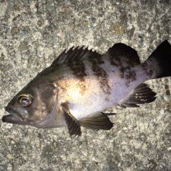 寒くても腹パン釣れてます