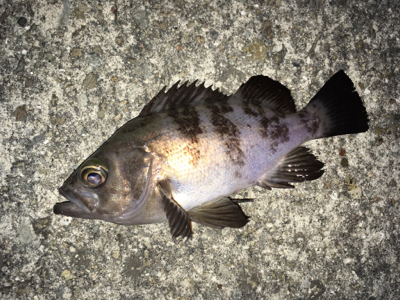 寒くても腹パン釣れてます